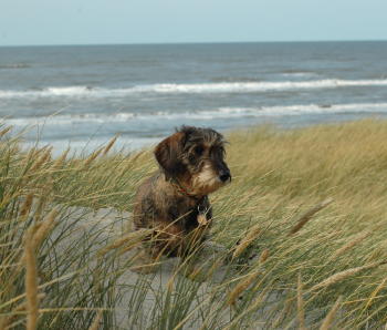 Bibbi Vejers Strand DK