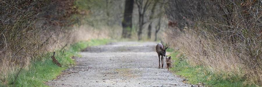 Rehbock und Hasen auf dem Waldweg